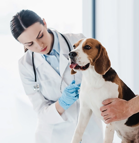 Beşiktaş Veteriner